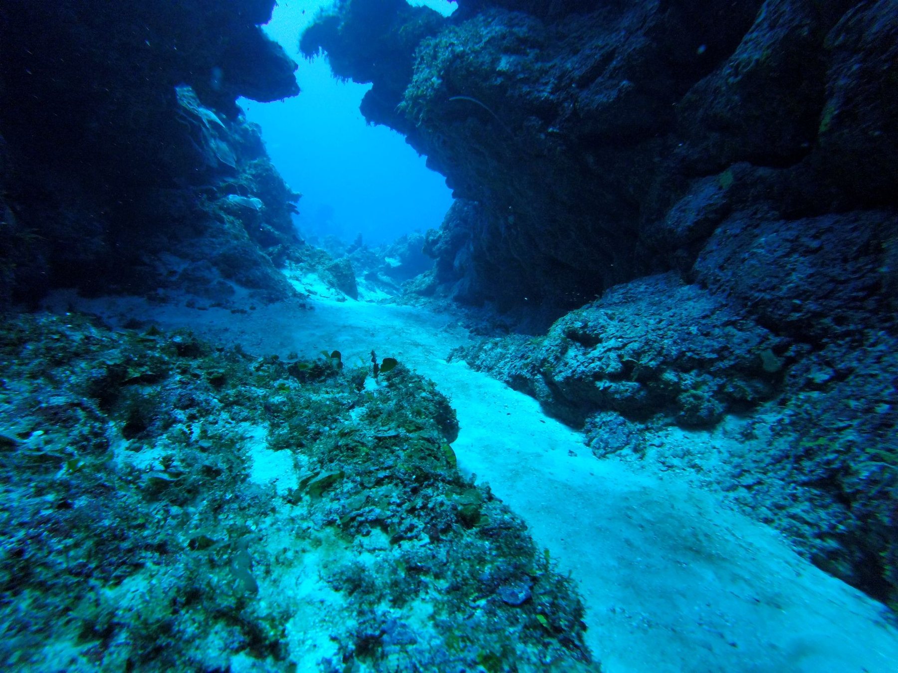 Caribbean reef